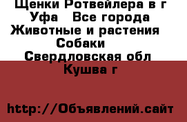 Щенки Ротвейлера в г.Уфа - Все города Животные и растения » Собаки   . Свердловская обл.,Кушва г.